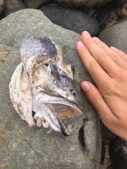 Atractoscion nobilis