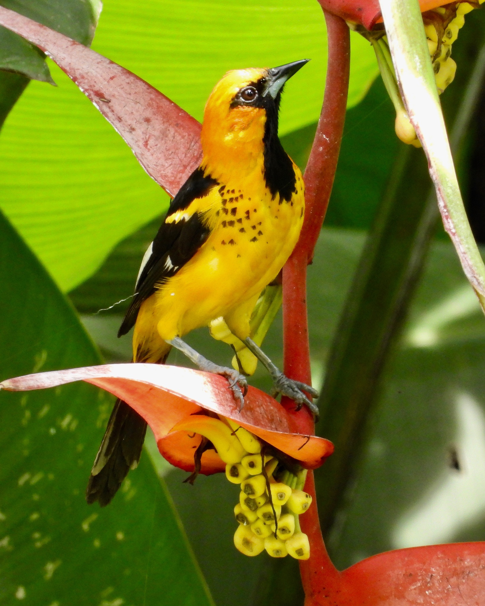 Spot-breasted Oriole illustration