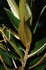 Ocotea guianensis