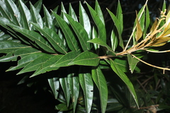 Ocotea guianensis