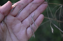 Bromus inermis