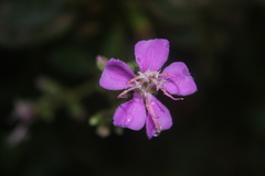 Tibouchina bipenicillata