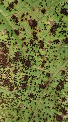Puccinia helianthi
