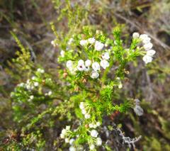 Erica eburnea