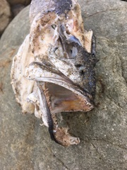 Atractoscion nobilis
