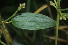 Tibouchina bipenicillata
