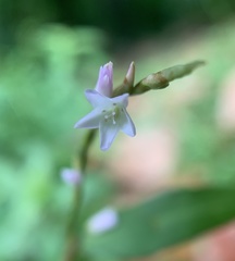 Persicaria odorata