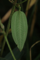 Tibouchina bipenicillata