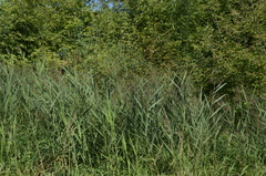 Phragmites australis