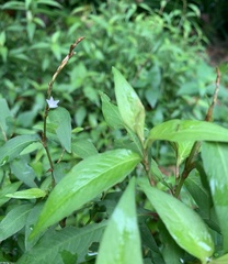 Persicaria odorata