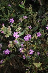Tibouchina bipenicillata