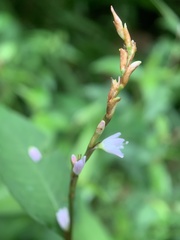 Persicaria odorata