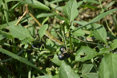 Solanum nigrum