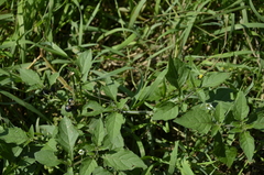 Solanum nigrum