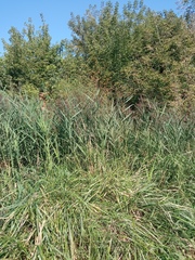 Phragmites australis