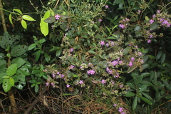 Tibouchina bipenicillata