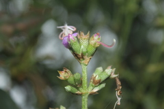 Tibouchina bipenicillata