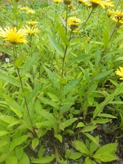 Inula japonica