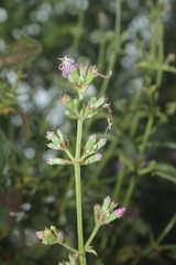 Tibouchina bipenicillata