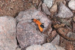 Chauliognathus profundus