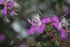 Tibouchina bipenicillata