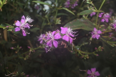 Tibouchina bipenicillata