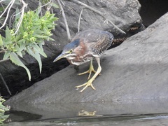 Butorides virescens