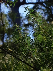Pultenaea flexilis