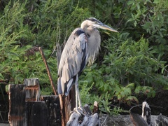 Ardea herodias
