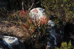 Aloe striata