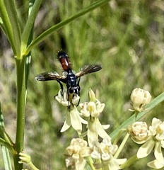 Cylindromyia intermedia