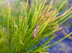 Canuza euspilella