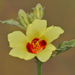 Hibiscus panduriformis - Photo (c) J.M.Garg, algunos derechos reservados (CC BY-SA)