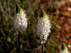 Bulbinella cauda-felis