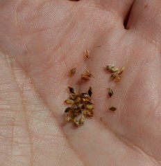 Schoenoplectus lacustris