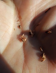 Schoenoplectus lacustris