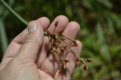 Schoenoplectus lacustris