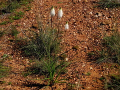 Bulbinella cauda-felis