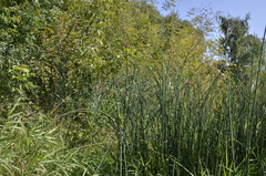 Schoenoplectus lacustris