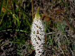 Bulbinella cauda-felis