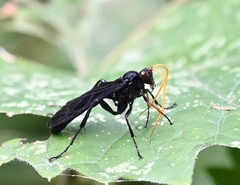 Gnamptopelta obsidianator