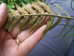 Pleopeltis thyssanolepis