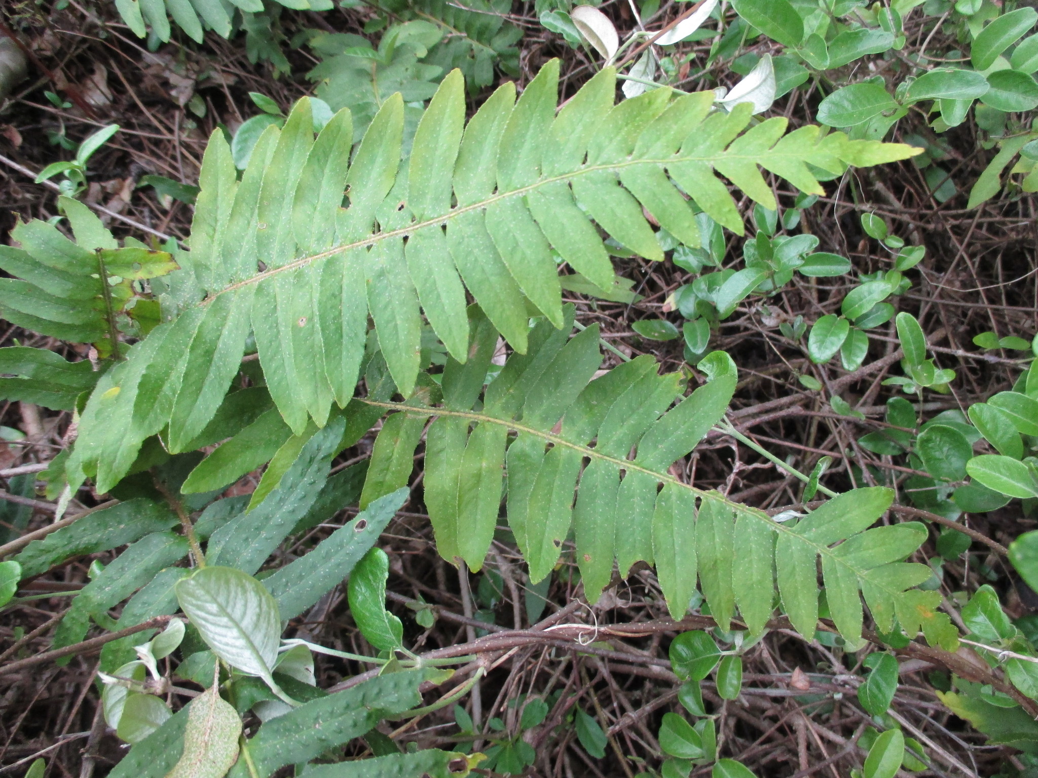 Pleopeltis thyssanolepis image