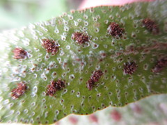 Pleopeltis thyssanolepis