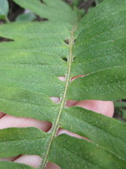 Pleopeltis thyssanolepis