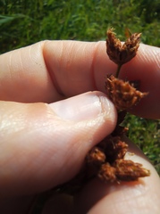 Schoenoplectus lacustris