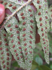 Pleopeltis thyssanolepis