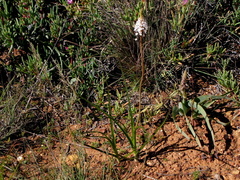 Bulbinella cauda-felis