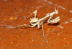Empusa binotata