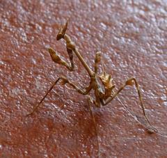 Empusa binotata